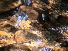 Oncorhynchus kisutch