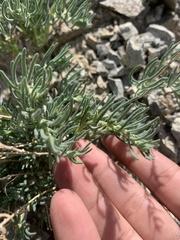 Neokochia americana