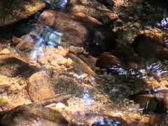 Oncorhynchus kisutch