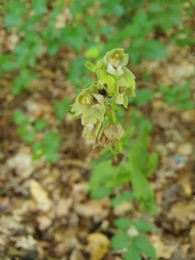 Epipactis