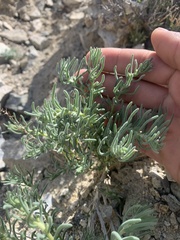 Neokochia americana