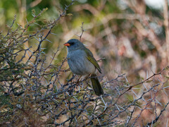 Embernagra platensis