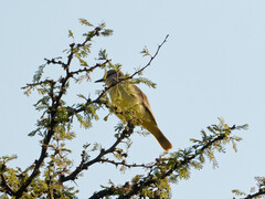 Machetornis rixosa