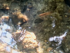 Oncorhynchus kisutch