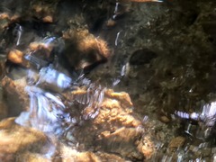 Oncorhynchus kisutch