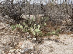 Opuntia caboensis