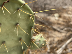 Opuntia caboensis