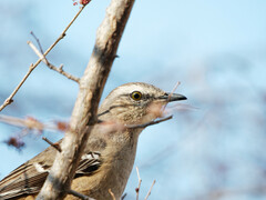 Mimus patagonicus