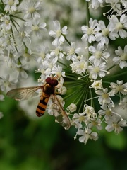 Meliscaeva cinctella