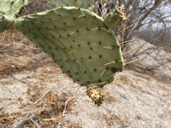 Opuntia caboensis