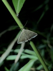 Lysimelia alstoni
