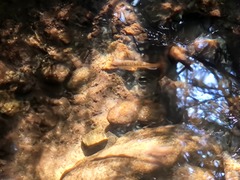 Oncorhynchus kisutch