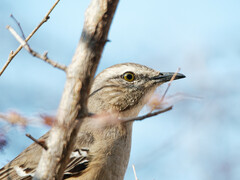 Mimus patagonicus