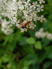 Meliscaeva cinctella