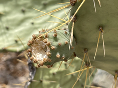 Opuntia caboensis