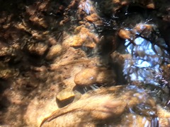 Oncorhynchus kisutch