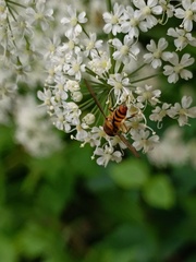 Meliscaeva cinctella