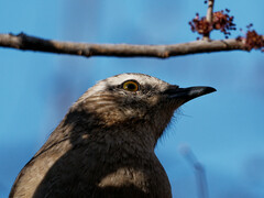 Mimus patagonicus