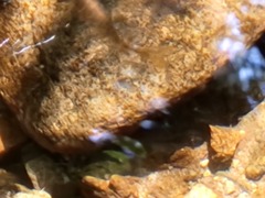 Oncorhynchus kisutch