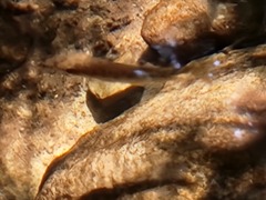 Oncorhynchus kisutch