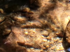 Oncorhynchus kisutch