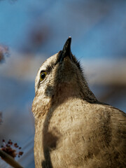 Mimus patagonicus