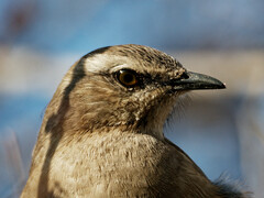 Mimus patagonicus