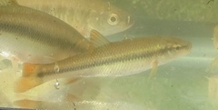 Nocomis biguttatus