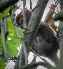 Synallaxis subpudica