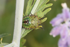 Nezara viridula