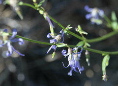 Campanula prenanthoides