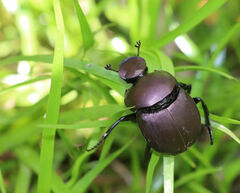 Canthon pilularius