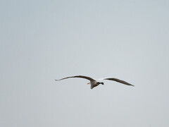 Ardea alba