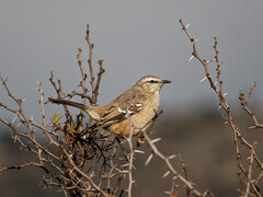 Mimus patagonicus