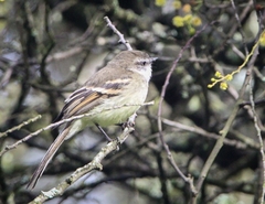 Mecocerculus leucophrys