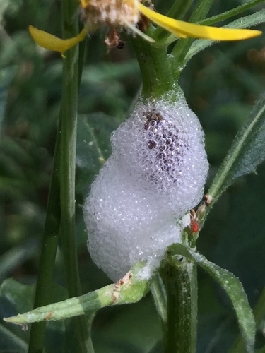 iNaturalist observation photo of Spittlebugs and Froghoppers