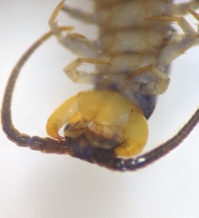 Lithobius muticus