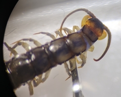 Lithobius muticus