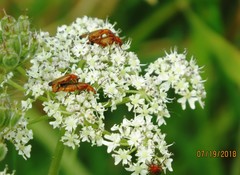 Rhagonycha fulva
