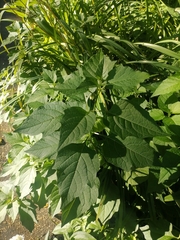 Alkekengi officinarum