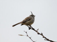 Anairetes parulus