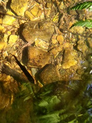 Oncorhynchus kisutch