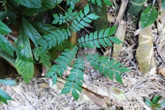 Archidendron clypearia