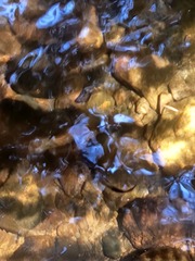 Oncorhynchus kisutch