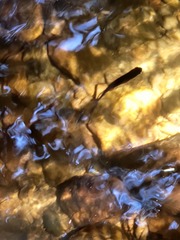 Oncorhynchus kisutch