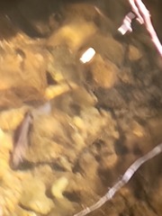 Oncorhynchus kisutch