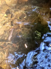 Oncorhynchus kisutch