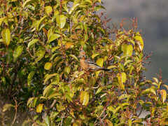 Phytotoma rutila