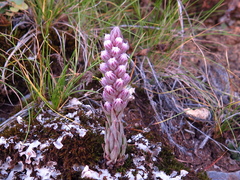 Villadia aristata