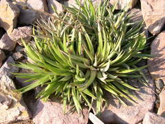 Dyckia strehliana